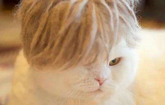猫绝育要多久 公猫和母猫的时间是不同的哦!(图1)