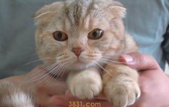 猫绝育要多久 公猫和母猫的时间是不同的哦!(图2)