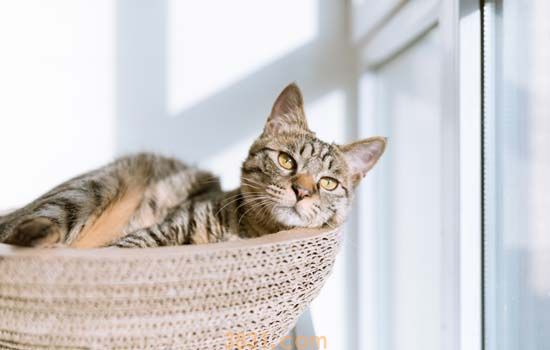 猫打完猫三联多久可以做绝育 看完你就懂了!(图2)