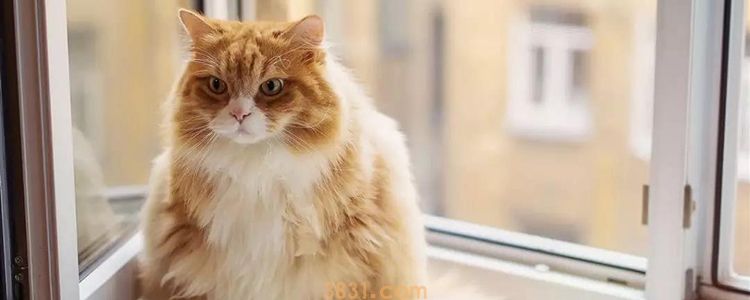 猫驱完虫拉稀正常吗 可能是喂养问题!(图1)
