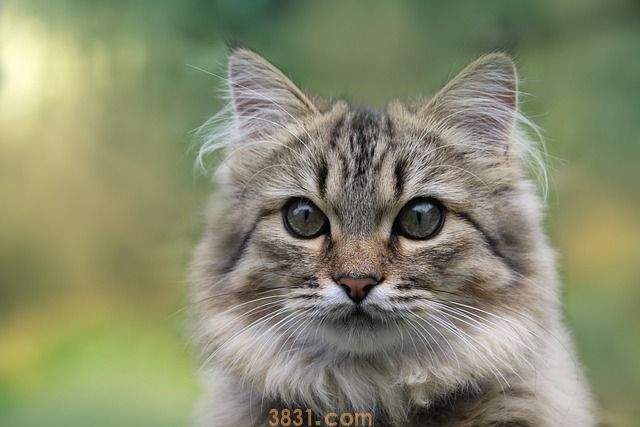 为什么要给猫做绝育 这些好处你绝对不知道!(图1)
