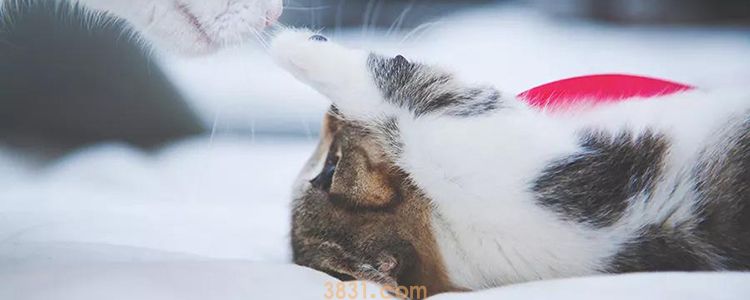 猫和主人分开久了还认识主人吗 猫内心也是很柔软的!(图1)