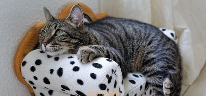 猫咪冬天喝凉水可以吗(图1)