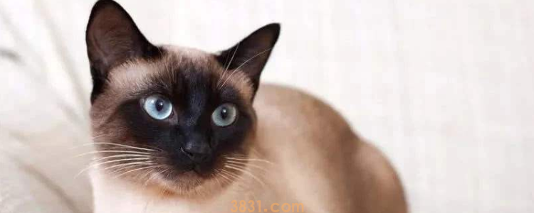 暹罗猫掉毛严重吗 真的不算是掉毛严重的猫了!(图1)