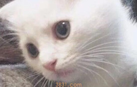 为什么猫做完绝育不能喝水 喝了有可能危及生命哦!(图1)