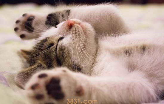 有癫痫的猫能做绝育吗 要注意这些哦!(图1)