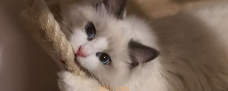 养布偶猫最忌讳什么 这些禁忌一定要注意!(图1)