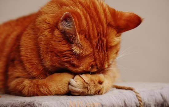 绝育的猫会不会被欺负 你想太多了!(图1)