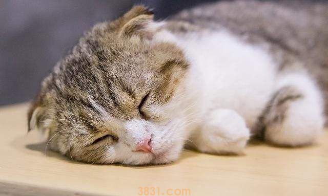 猫绝育后怎么恢复正常 猫咪绝育术后护理(图1)