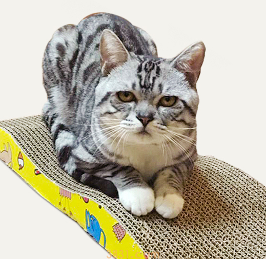 猫抓板什么材质比较好 挑选猫抓板这些你懂吗?(图3)