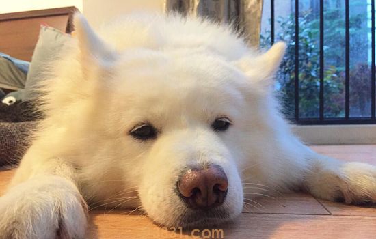 狗狗刚出生几天睁眼 狗狗刚出生几天睁开眼睛(图1)