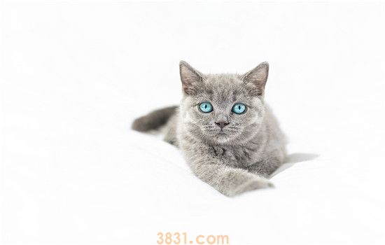 英国短毛猫可以溜吗 要考虑很多因素哦!(图2)