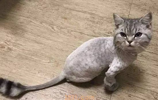 英国短毛猫二个月怎么养 一定要多注意哦!(图1)