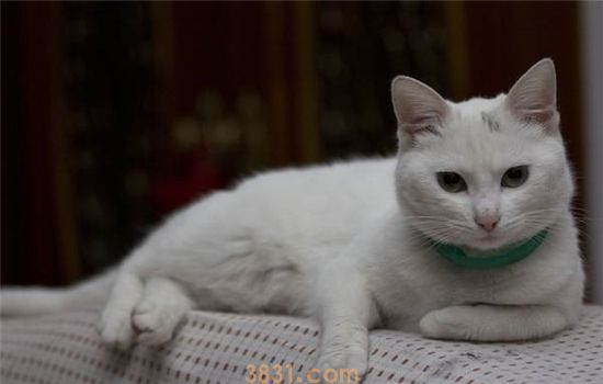 英国短毛猫怎么养 英短饲养指南(图2)