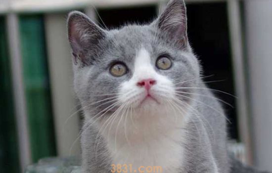 英国短毛猫流眼泪是怎么回事 这三个原因你知道吗(图1)