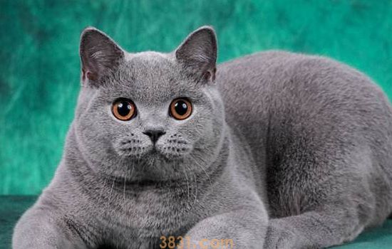 英国短毛猫拉稀怎么办 什么情况下需要去医院,你知道吗?(图2)