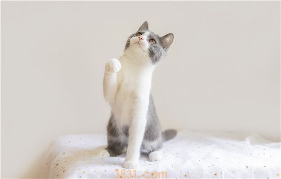 英国短毛猫为什么一直叫 这些愿意你清楚吗(图1)