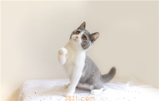 英国短毛猫为什么一直叫 这些愿意你清楚吗(图2)