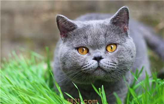 英国短毛猫可以喝牛奶吗 关于猫和牛奶的所有误区!(图1)
