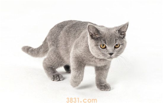 英短什么时候发腮 猫咪发腮要吃什么?(图2)