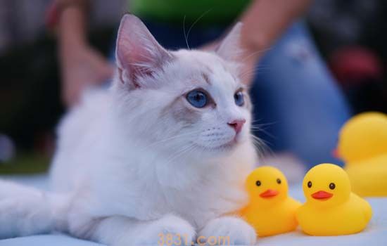 猫牙能不能拔 可千万别瞎操作!(图1)