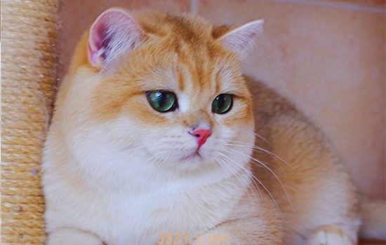 英短母猫会发腮吗 答案可能要让你失望了(图1)