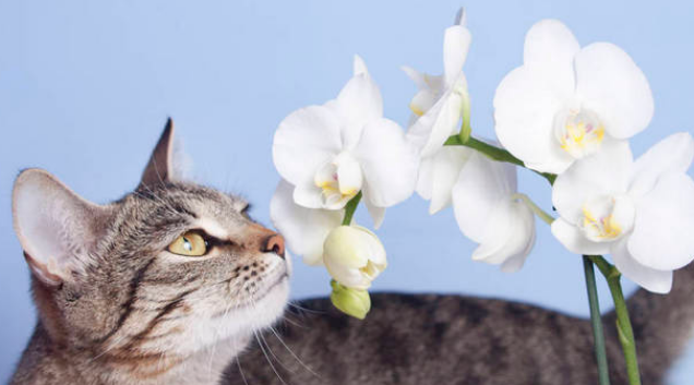 哪些花对猫有毒？具体有？