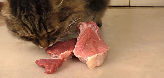 猫可以吃牛肉吗？饲养时需要注意哦~