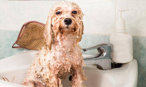 狗狗洗澡需要注意点什么？有必要了解