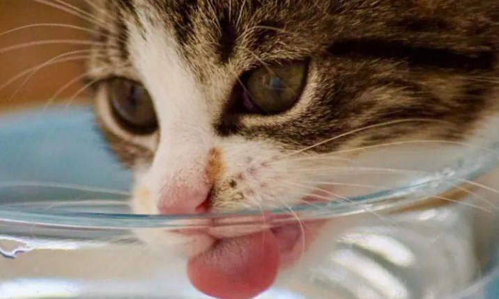猫咪喝水量多少正常？每天该给猫咪喝多少水呢？