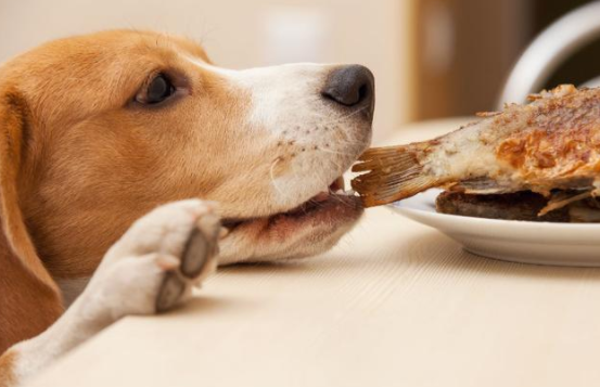 狗狗吃了鱼刺会有事吗？这篇文章有答案！