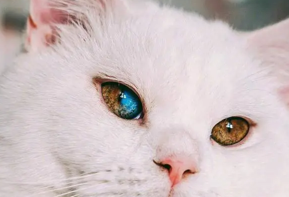 异瞳猫一定双耳失聪吗？你了解多少呢？