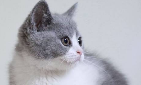 它是什么品种的灰白色猫?这篇文章会告诉你