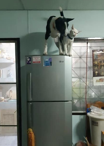 狗狗是猫咪的跟屁虫，竟跟着猫一起跳来到冰箱上，却害怕出来了！