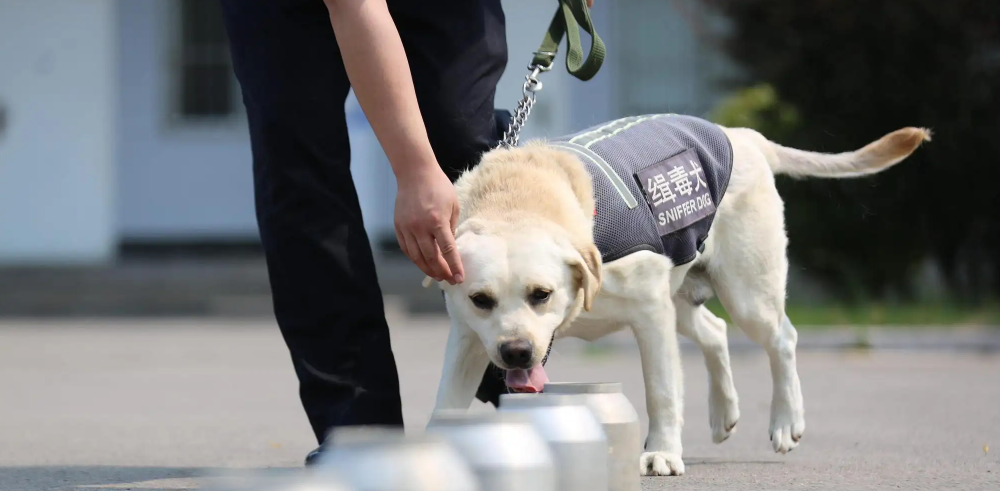 机场缉毒犬图片