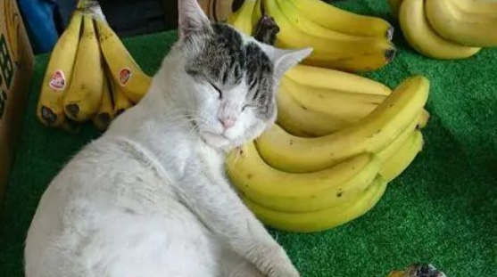 看水果摊的小猫 枕着香蕉睡着了了 睡姿迷人的 网友：猫咪太累了！(图1)