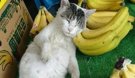 看水果摊的小猫 枕着香蕉睡着了了 睡姿迷人的 网友：猫咪太累了！(图2)