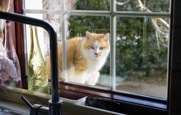 流浪猫不吃不喝不拉守在窗外 紧盯屋内绝不愿远远离开 竟缘于母亲的本能(图1)