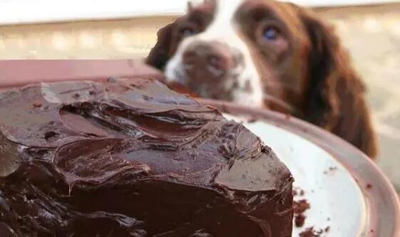 狗狗吃巧克力为么会死？(图2)