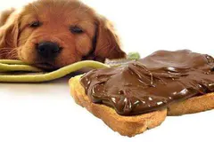 狗狗吃巧克力会死吗 狗狗吃巧克力咋如何补救