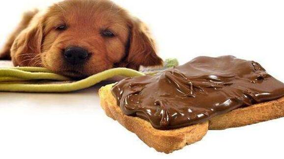 狗狗吃巧克力会死吗 狗狗吃巧克力咋如何补救(图1)