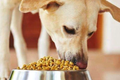 给狗狗吃什么最好就是？狗狗的三大营养要素
