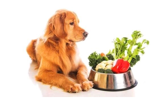 给狗狗吃什么最好就是？狗狗的三大营养要素(图2)