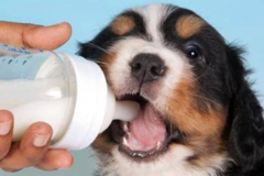都有哪些狗狗不合适喝牛奶？狗狗喝牛奶危害？