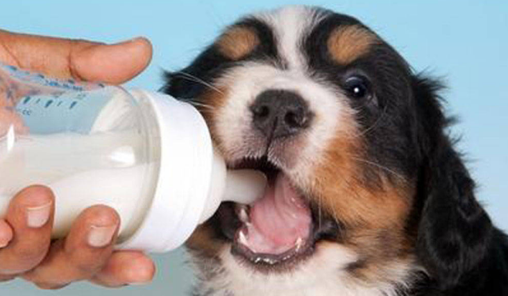 都有哪些狗狗不合适喝牛奶？狗狗喝牛奶危害？(图1)