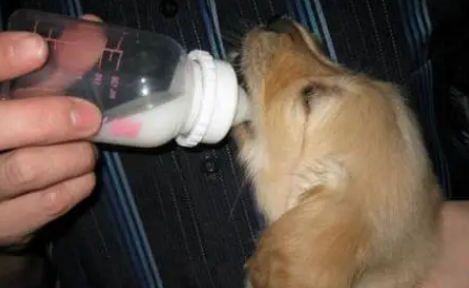 都有哪些狗狗不合适喝牛奶？狗狗喝牛奶危害？(图2)