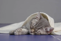 怎样练习小猫建议使用猫砂 三步获得极致体验感