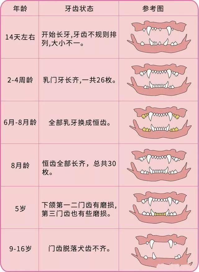 小猫年龄判断图图片