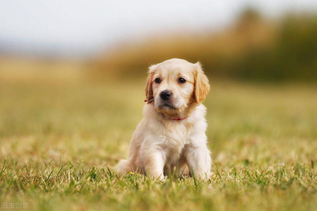 两个月的金毛幼犬吃什么