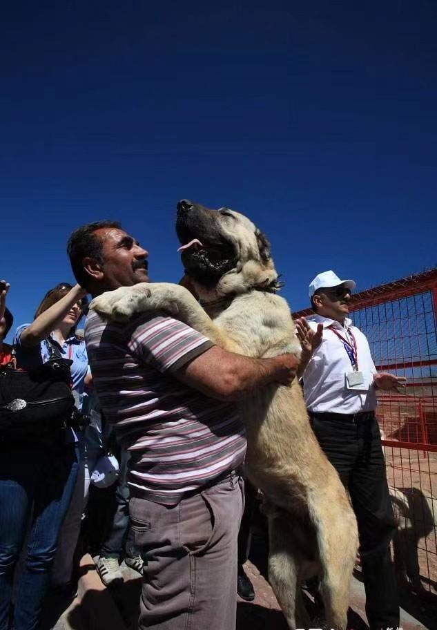 土耳其国宝级猛犬,土耳其坎高犬,被誉为国家的外交英雄?